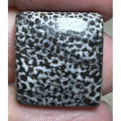 Rectangle 20x18mm Black Fossil Coral Cabochon 35