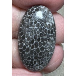 Oval 29x16mm Black Fossil Coral Cabochon 36