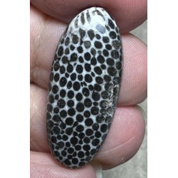Oval 31x13mm Black Fossil Coral Cabochon 37