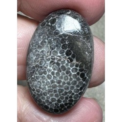 Oval 29x18mm Black Fossil Coral Cabochon 38
