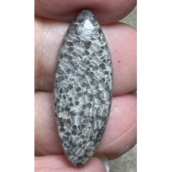 Marquise 31x11mm Black Fossil Coral Cabochon 39