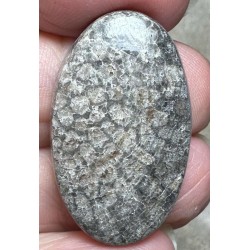 Oval 33x20mm Black Fossil Coral Cabochon 41