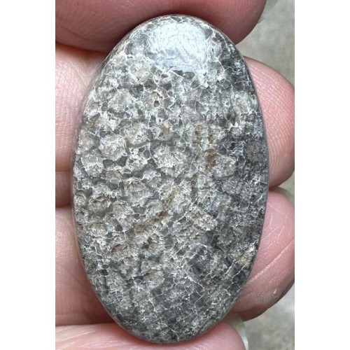 Oval 33x20mm Black Fossil Coral Cabochon 41