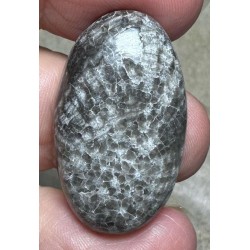 Oval 32x19mm Black Fossil Coral Cabochon 42