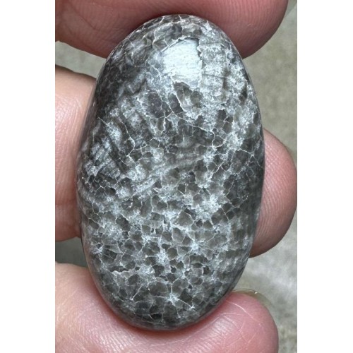 Oval 32x19mm Black Fossil Coral Cabochon 42