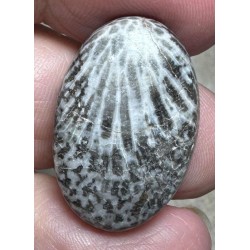 Oval 26x17mm Black Fossil Coral Cabochon 43