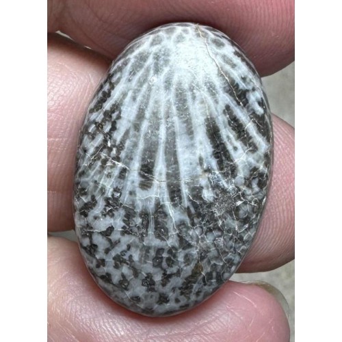 Oval 26x17mm Black Fossil Coral Cabochon 43