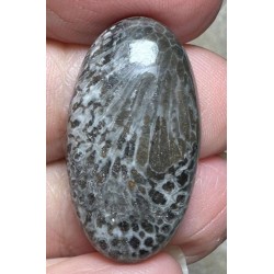 Oval 29x16mm Black Fossil Coral Cabochon 44