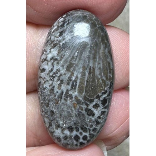 Oval 29x16mm Black Fossil Coral Cabochon 44
