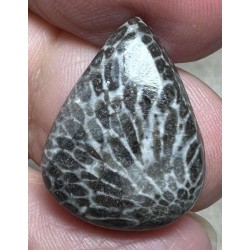 Teardrop 22x17mm Black Fossil Coral Cabochon 45