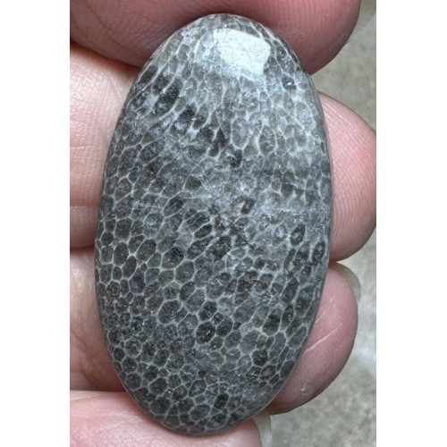 Oval 35x19mm Black Fossil Coral Cabochon 46