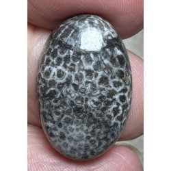 Oval 23x15mm Black Fossil Coral Cabochon 47