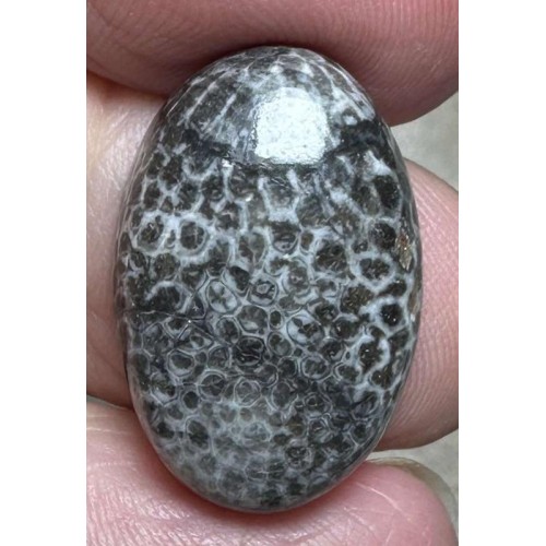 Oval 23x15mm Black Fossil Coral Cabochon 47