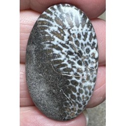 Oval 35x21mm Black Fossil Coral Cabochon 48