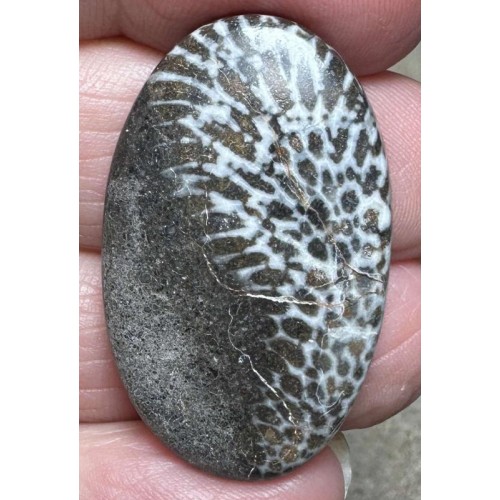 Oval 35x21mm Black Fossil Coral Cabochon 48