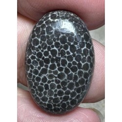 Oval 24x16mm Black Fossil Coral Cabochon 49