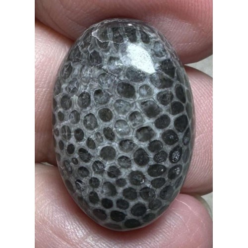 Oval 24x16mm Black Fossil Coral Cabochon 50