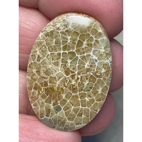 Oval 33x23mm Flower Fossil Coral Cabochon 01