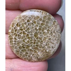Round 31x31mm Flower Fossil Coral Cabochon 02