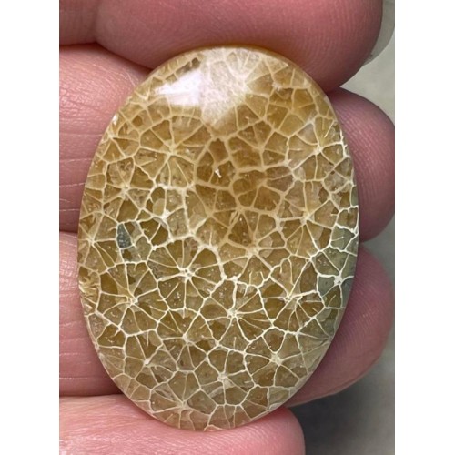 Oval 33x24mm Flower Fossil Coral Cabochon 03