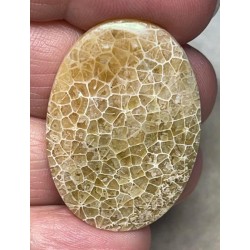 Oval 36x25mm Flower Fossil Coral Cabochon 05