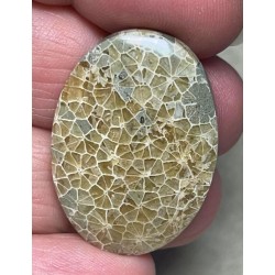 Oval 33x24mm Flower Fossil Coral Cabochon 06