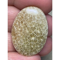 Oval 31x22mm Flower Fossil Coral Cabochon 07