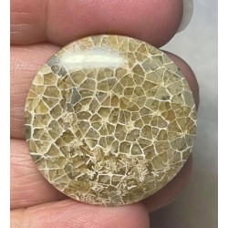 Round 30x30mm Flower Fossil Coral Cabochon 08