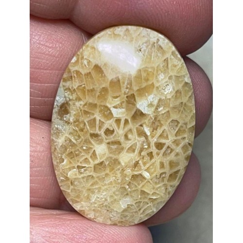 Oval 33x23mm Flower Fossil Coral Cabochon 10