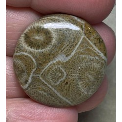 Round 27x27mm Moroccan Fossil Coral Cabochon 01