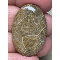 Oval 34x22mm Moroccan Fossil Coral Cabochon 02