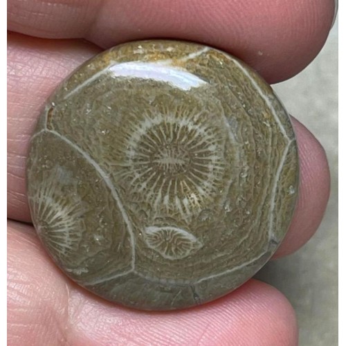 Round 27x27mm Moroccan Fossil Coral Cabochon 07