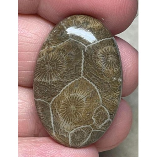 Oval 33x22mm Moroccan Fossil Coral Cabochon 10
