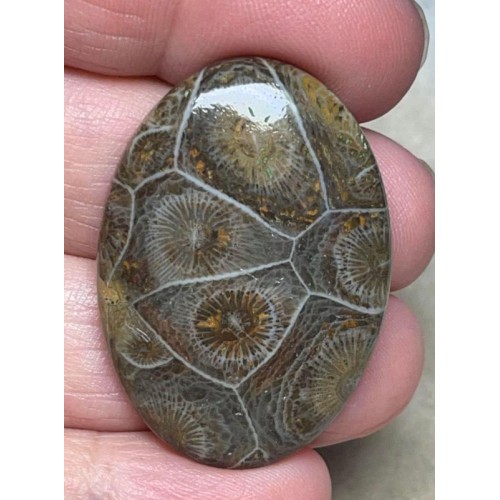Oval 37x26mm Moroccan Fossil Coral Cabochon 12