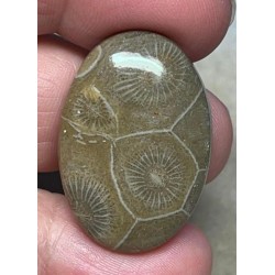 Oval 31x21mm Moroccan Fossil Coral Cabochon 13