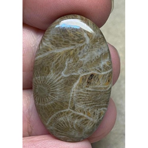 Oval 35x21mm Moroccan Fossil Coral Cabochon 14