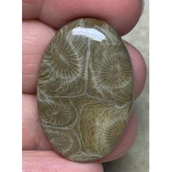 Oval 34x23mm Moroccan Fossil Coral Cabochon 15