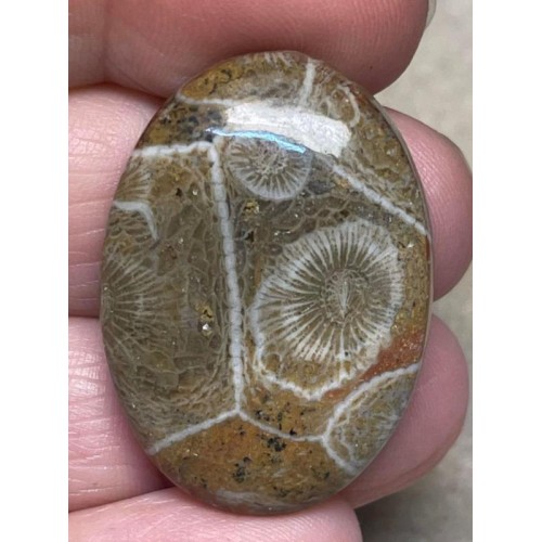 Oval 34x24mm Moroccan Fossil Coral Cabochon 16