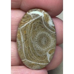 Oval 32x21mm Moroccan Fossil Coral Cabochon 17