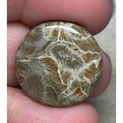 Round 23x23mm Moroccan Fossil Coral Cabochon 19
