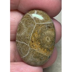 Oval 31x21mm Moroccan Fossil Coral Cabochon 22
