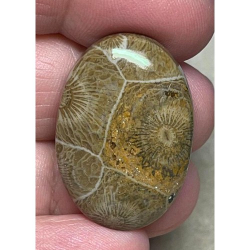 Oval 31x21mm Moroccan Fossil Coral Cabochon 22
