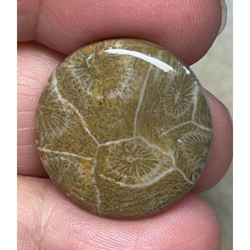 Round 24x24mm Moroccan Fossil Coral Cabochon 24