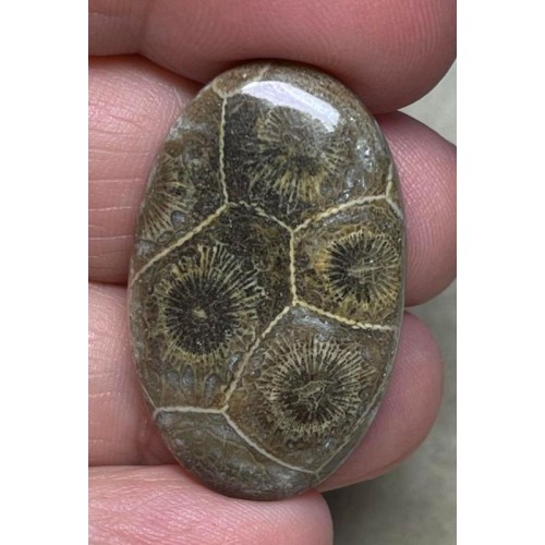 Oval 34x21mm Moroccan Fossil Coral Cabochon 26