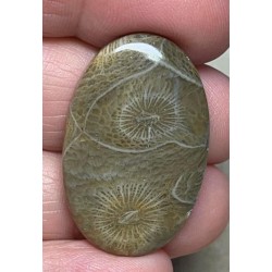 Oval 33x21mm Moroccan Fossil Coral Cabochon 27