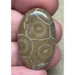 Oval 34x21mm Moroccan Fossil Coral Cabochon 28