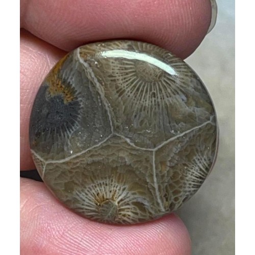 Round 25x25mm Moroccan Fossil Coral Cabochon 29