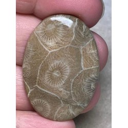 Oval 39x27mm Moroccan Fossil Coral Cabochon 30