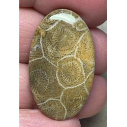 Oval 33x20mm Moroccan Fossil Coral Cabochon 31