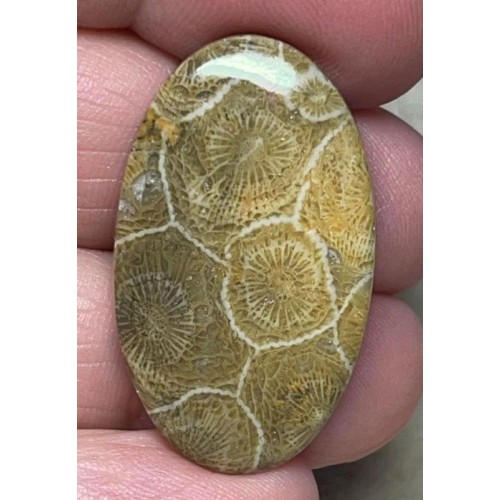 Oval 33x20mm Moroccan Fossil Coral Cabochon 31
